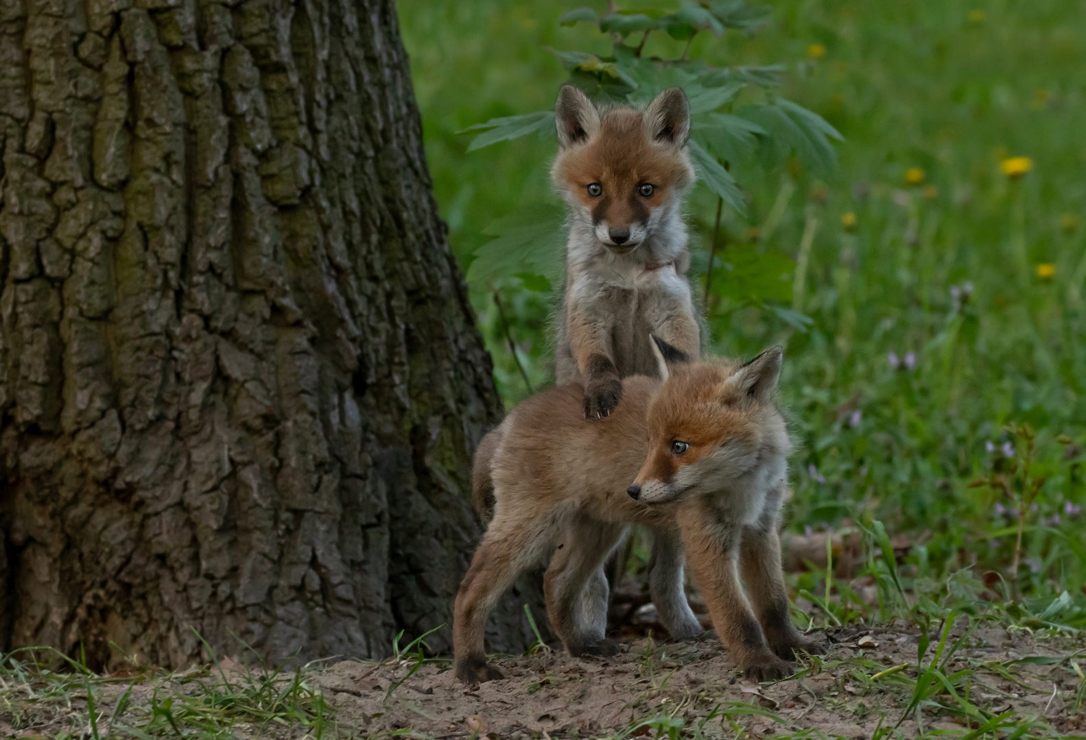 Vulpes vulpes - Rotfuchswelpen 