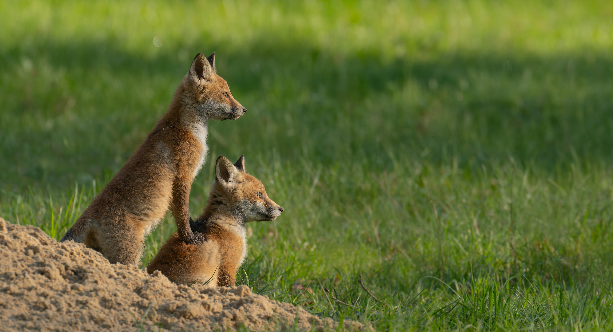 Vulpes vulpes - Rotfuchswelpen - besser sehen 