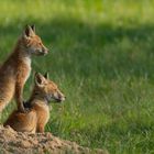 Vulpes vulpes - Rotfuchswelpen - besser sehen 