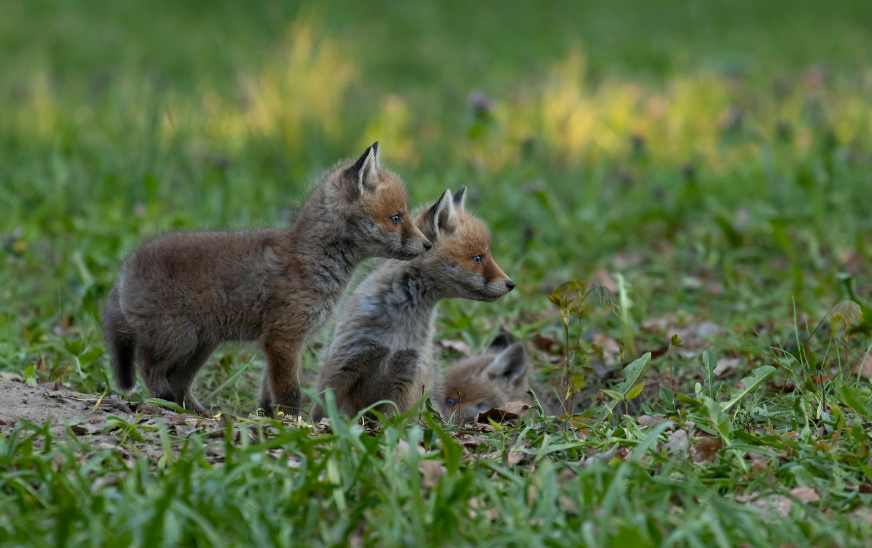 Vulpes vulpes - Rotfuchswelpen 