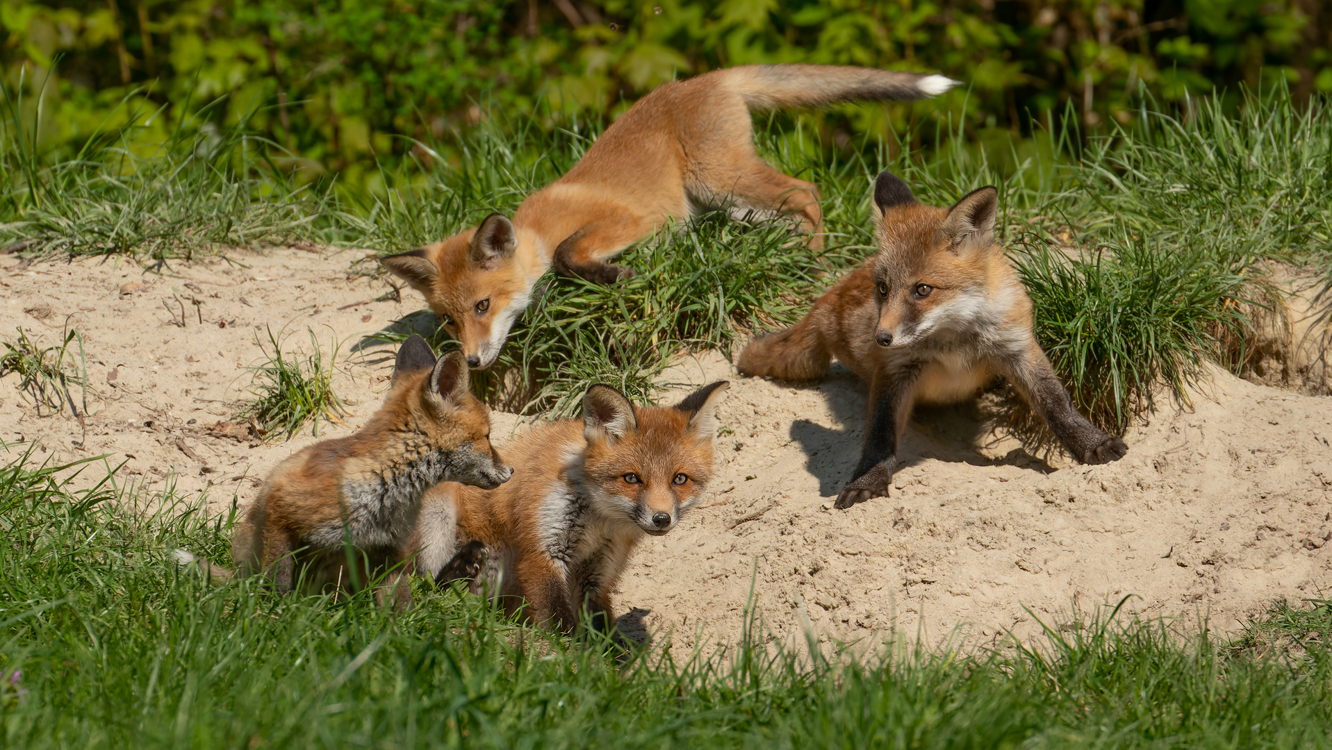 Vulpes vulpes -   Rotfuchswelpen - Kinderstube