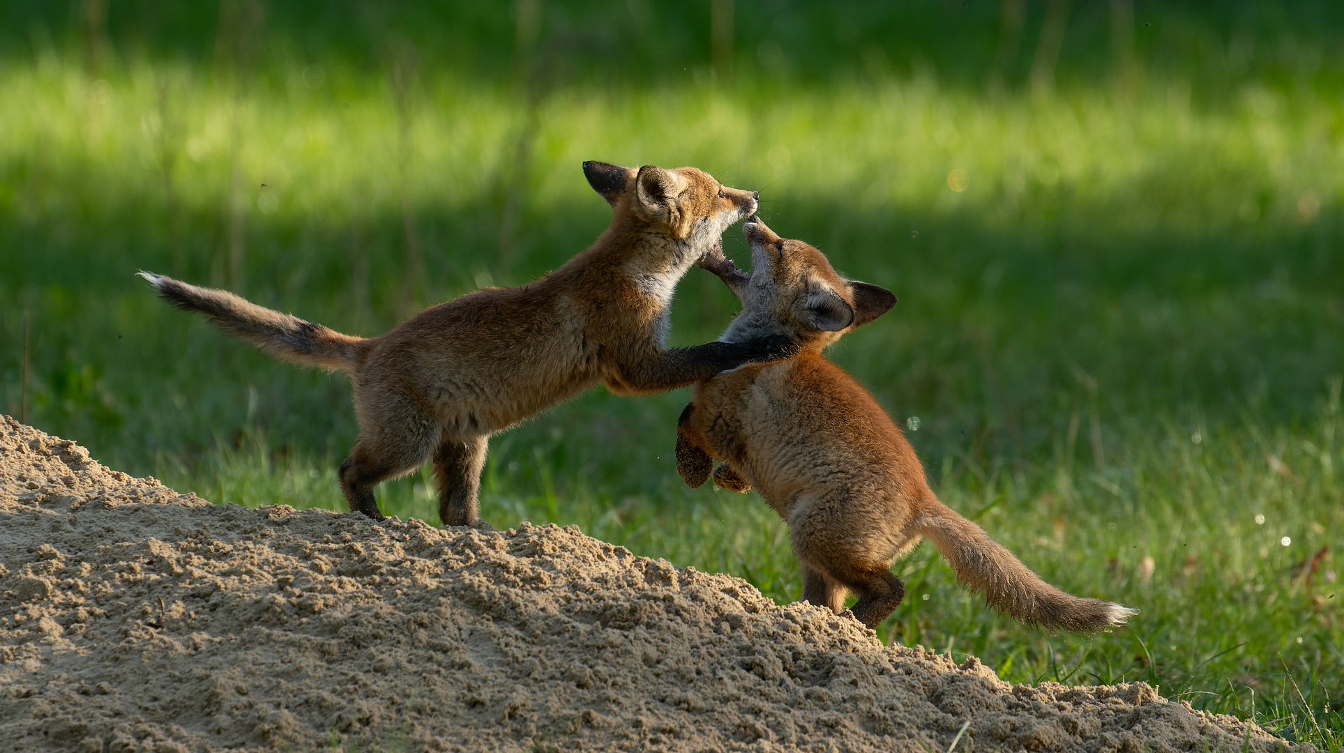 Vulpes vulpes - Rotfuchswelpen - Rangelei