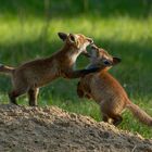 Vulpes vulpes - Rotfuchswelpen - Rangelei