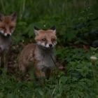 Vulpes vulpes - Rotfuchswelpen  spielen 