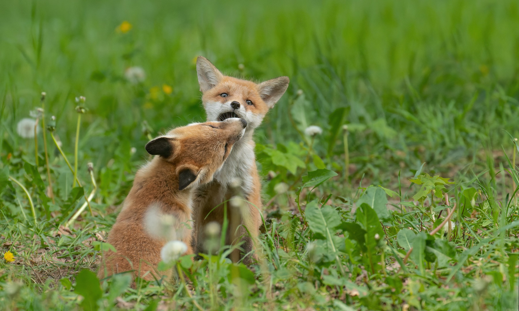 Vulpes vulpes - Rotfuchswelpen  spielen 