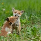 Vulpes vulpes - Rotfuchswelpen  spielen 