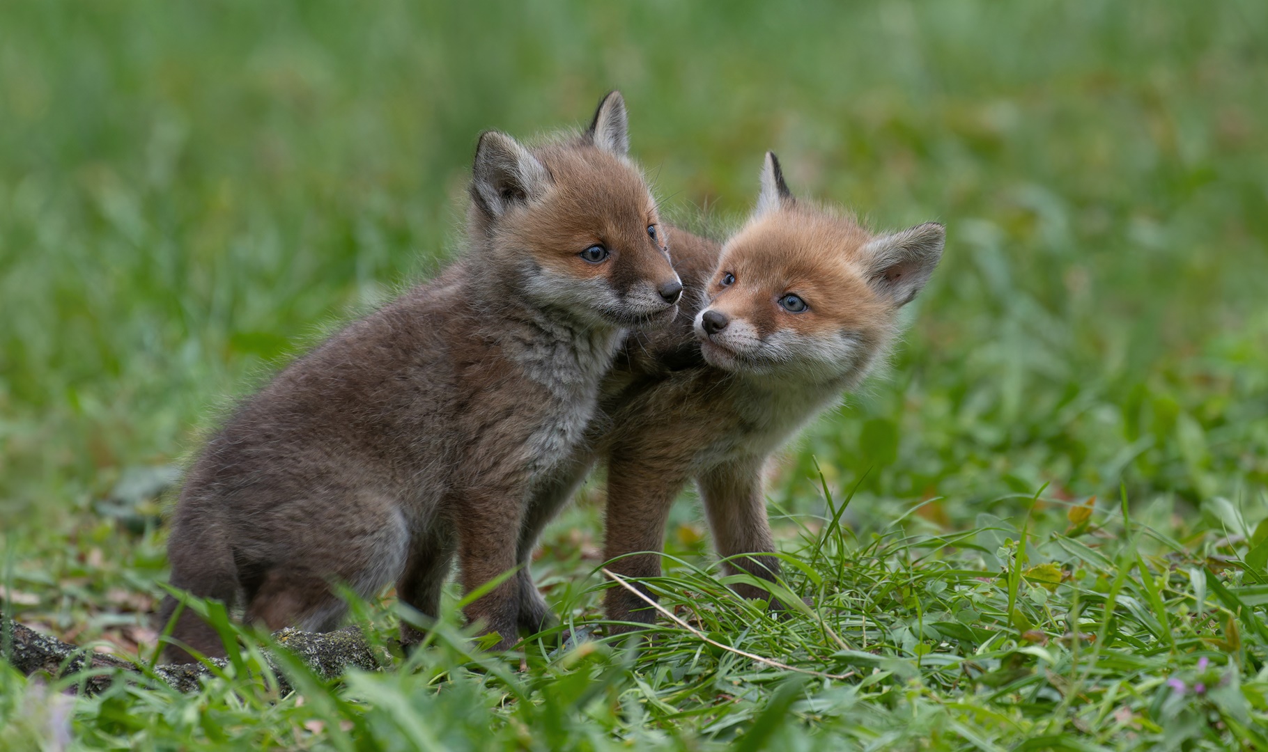 Vulpes vulpes - Rotfuchwelpen 