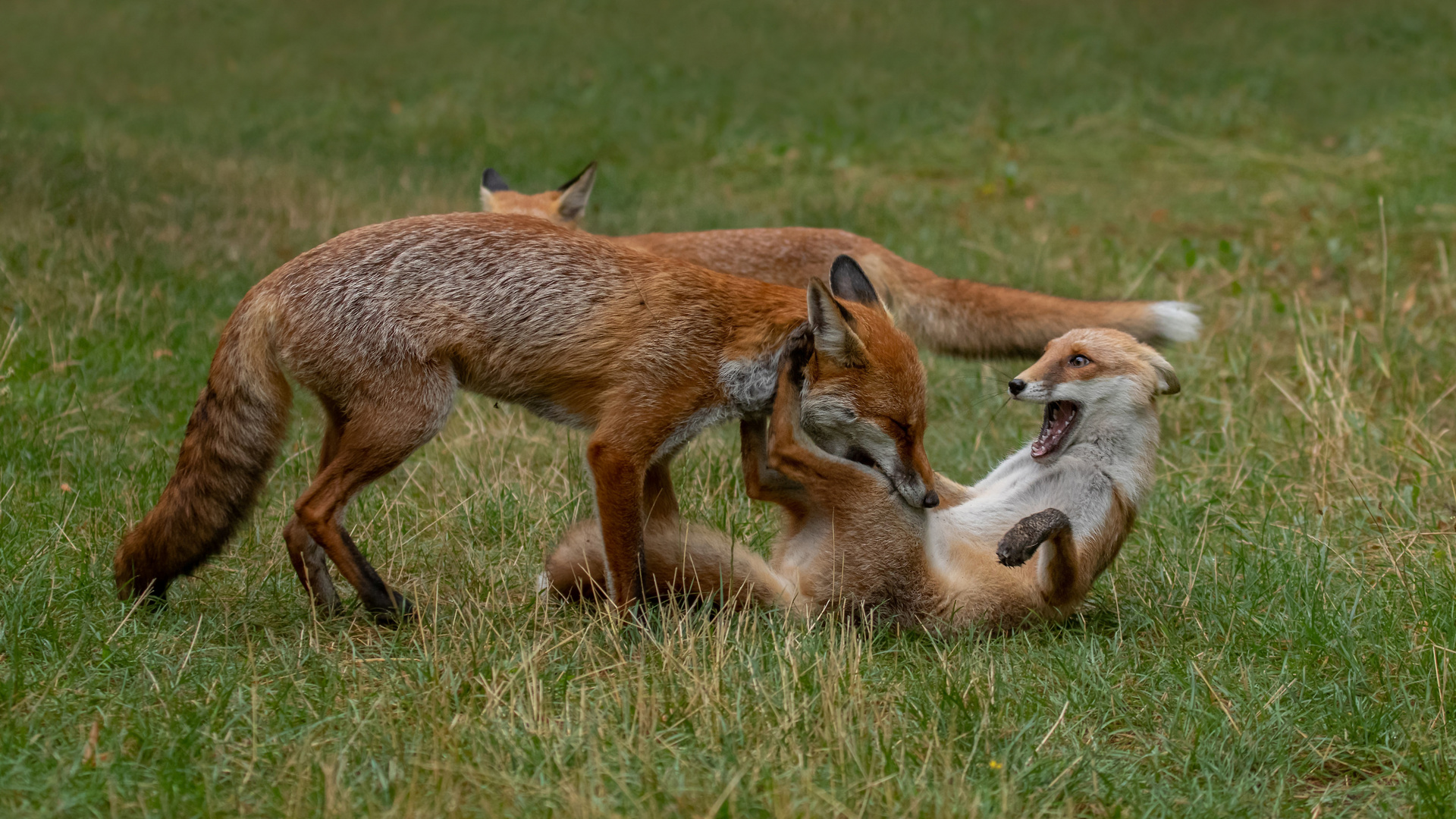 Vulpes vulpes - Rotfüchse