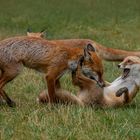 Vulpes vulpes - Rotfüchse