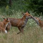 Vulpes vulpes -  Rotfüchse