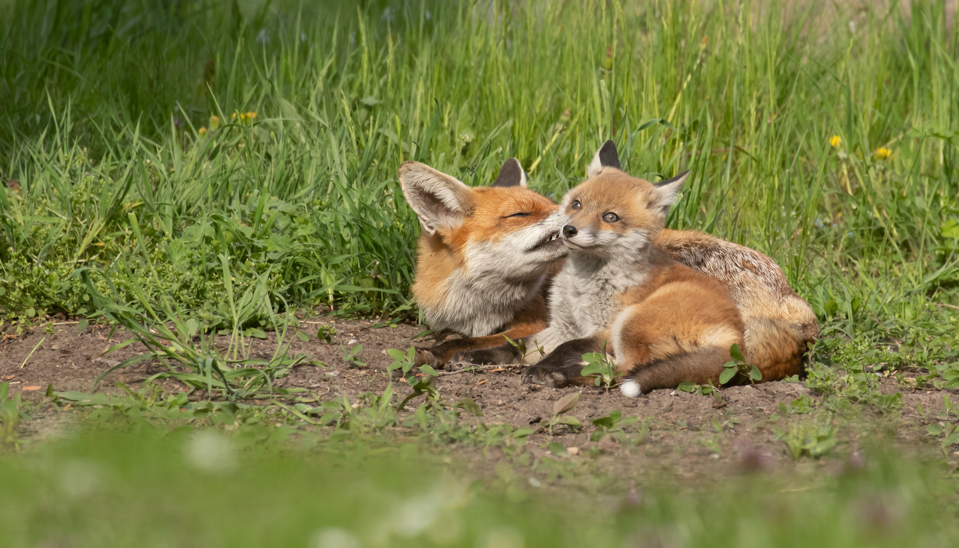 Vulpes vulpes  -  Rotfüchse bei der Fellpflege 