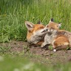 Vulpes vulpes  -  Rotfüchse bei der Fellpflege 