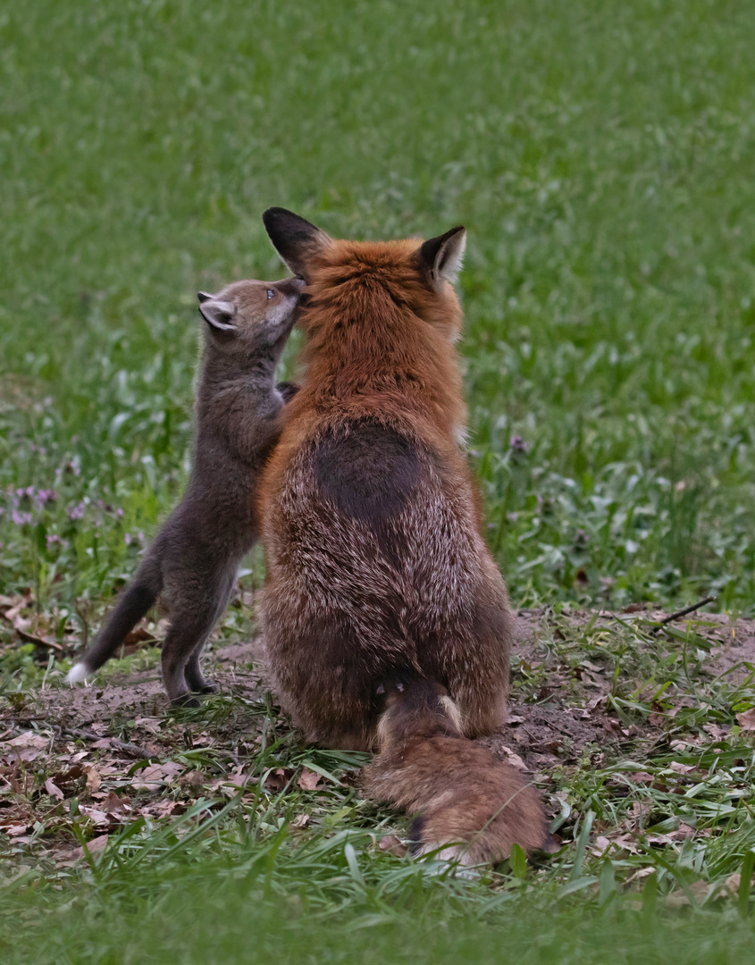 Vulpes vulpes - Rotfüchse - das Geheimnis