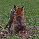 Vulpes vulpes - Rotfüchse - das Geheimnis