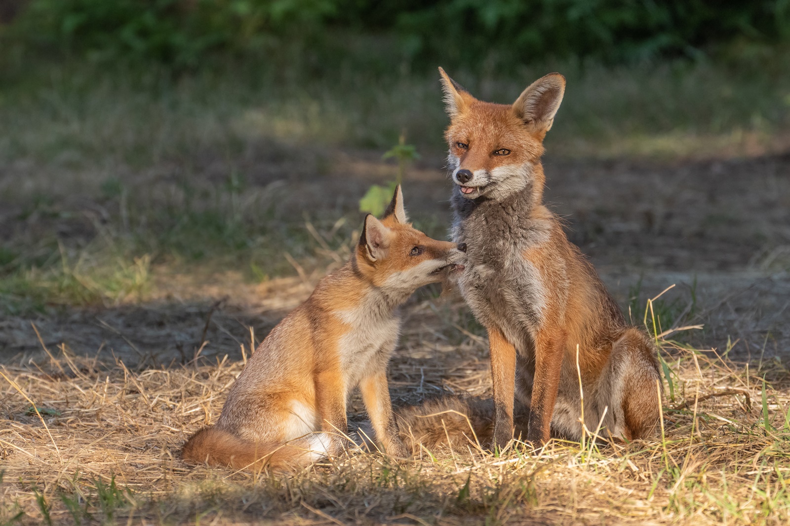 Vulpes vulpes - Rotfüchse  - Fellwechsel 