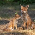 Vulpes vulpes - Rotfüchse  - Fellwechsel 