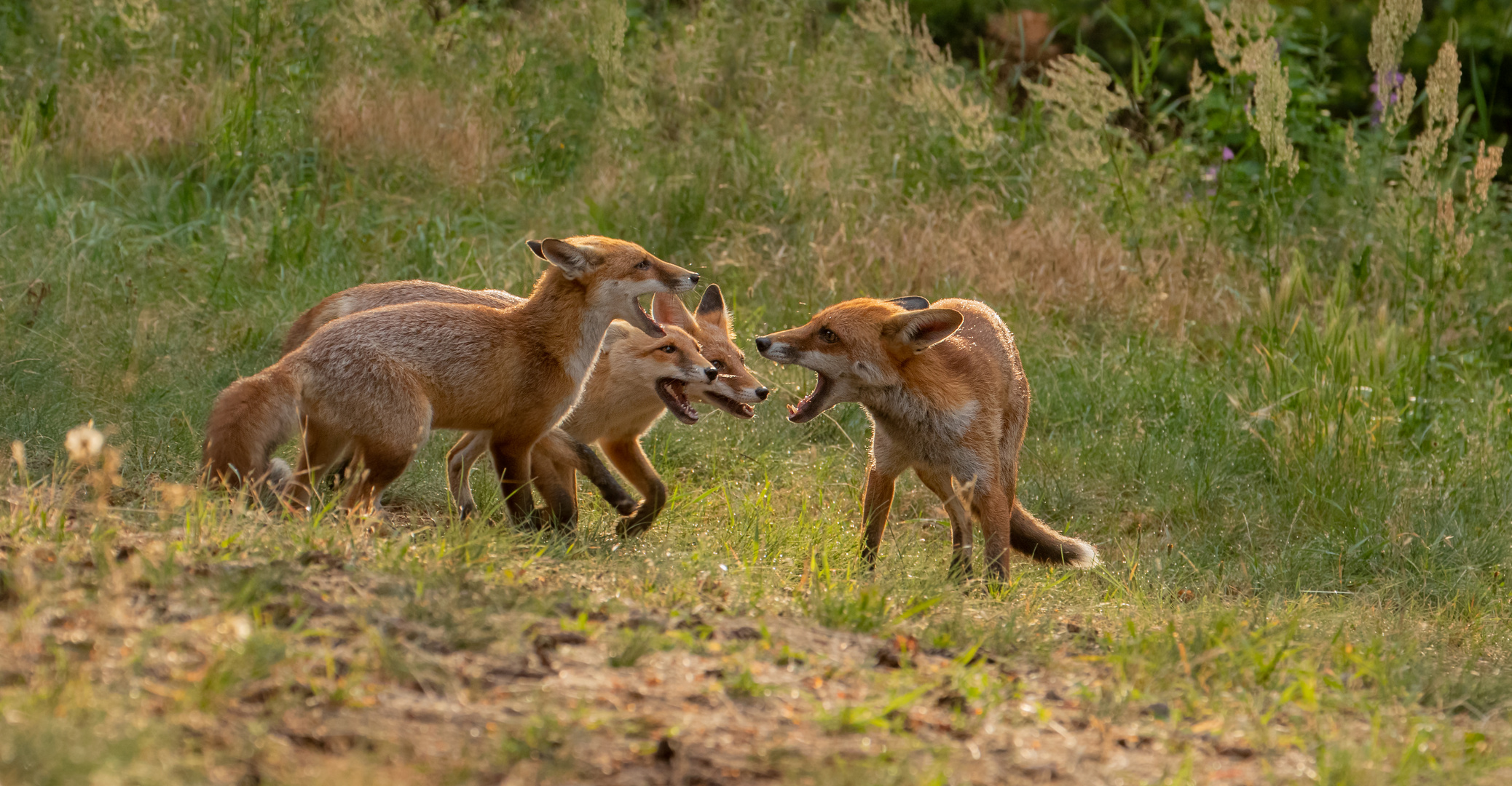 Vulpes vulpes - Rotfüchse - Fuchsfamilie 