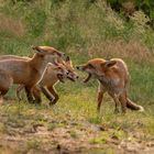 Vulpes vulpes - Rotfüchse - Fuchsfamilie 