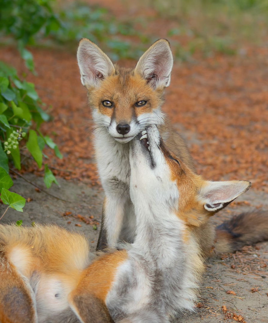 Vulpes vulpes - Rotfüchse - Fuchsmutter  putzt ihren Nachwuchs 