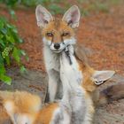 Vulpes vulpes - Rotfüchse - Fuchsmutter  putzt ihren Nachwuchs 