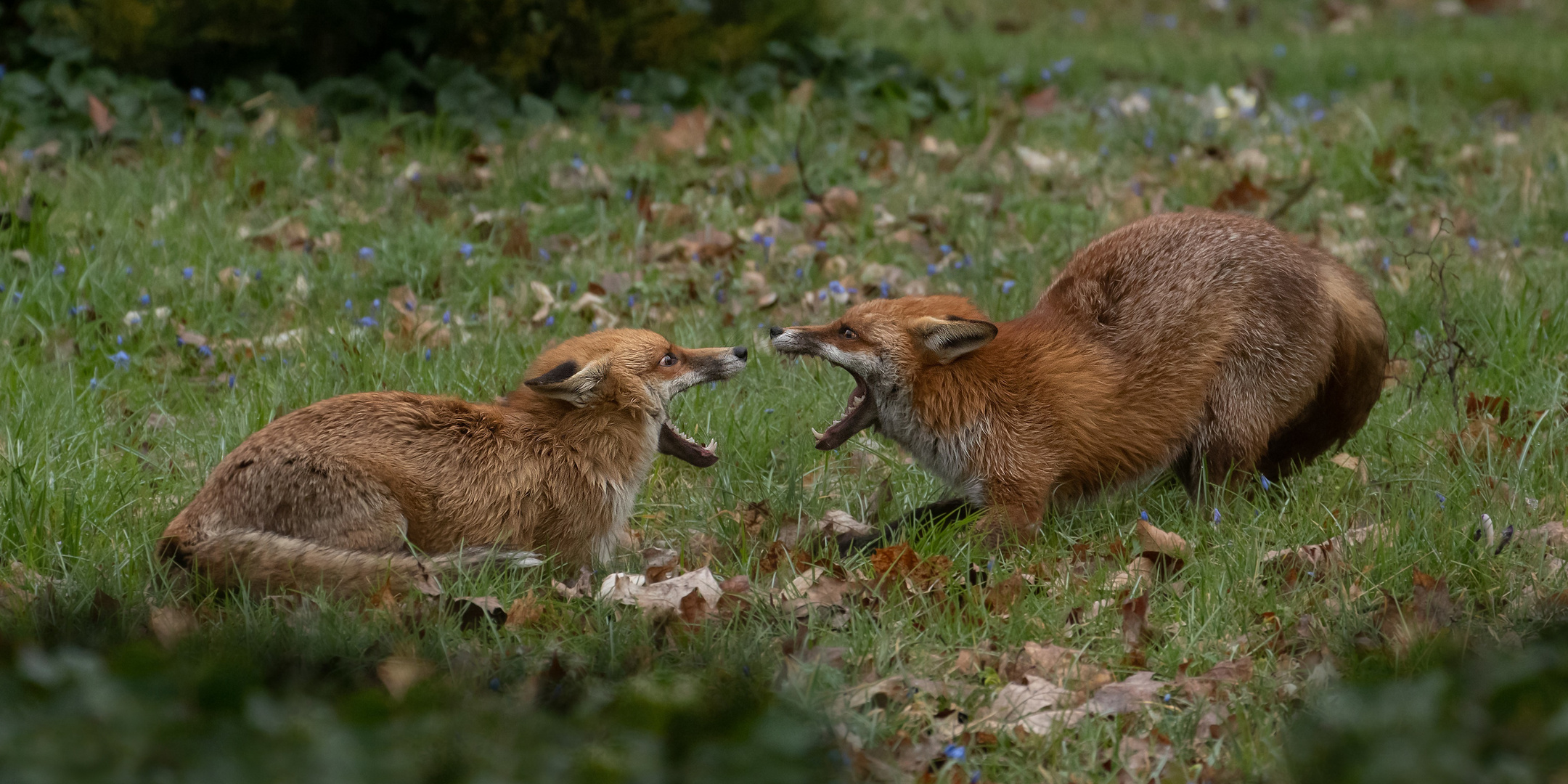 Vulpes vulpes-  Rotfüchse-  Fuchsrüden