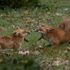 Vulpes vulpes-  Rotfüchse-  Fuchsrüden