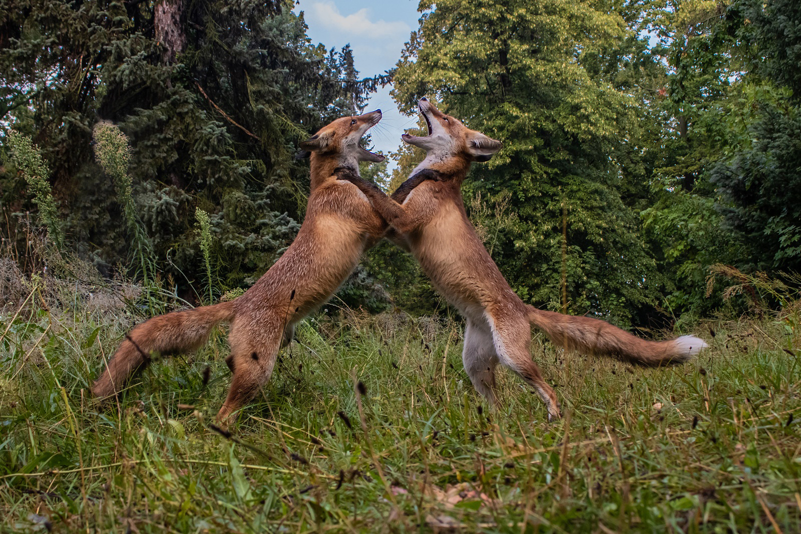 Vulpes vulpes - Rotfüchse- Kräftemessen