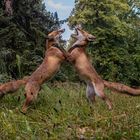 Vulpes vulpes - Rotfüchse- Kräftemessen