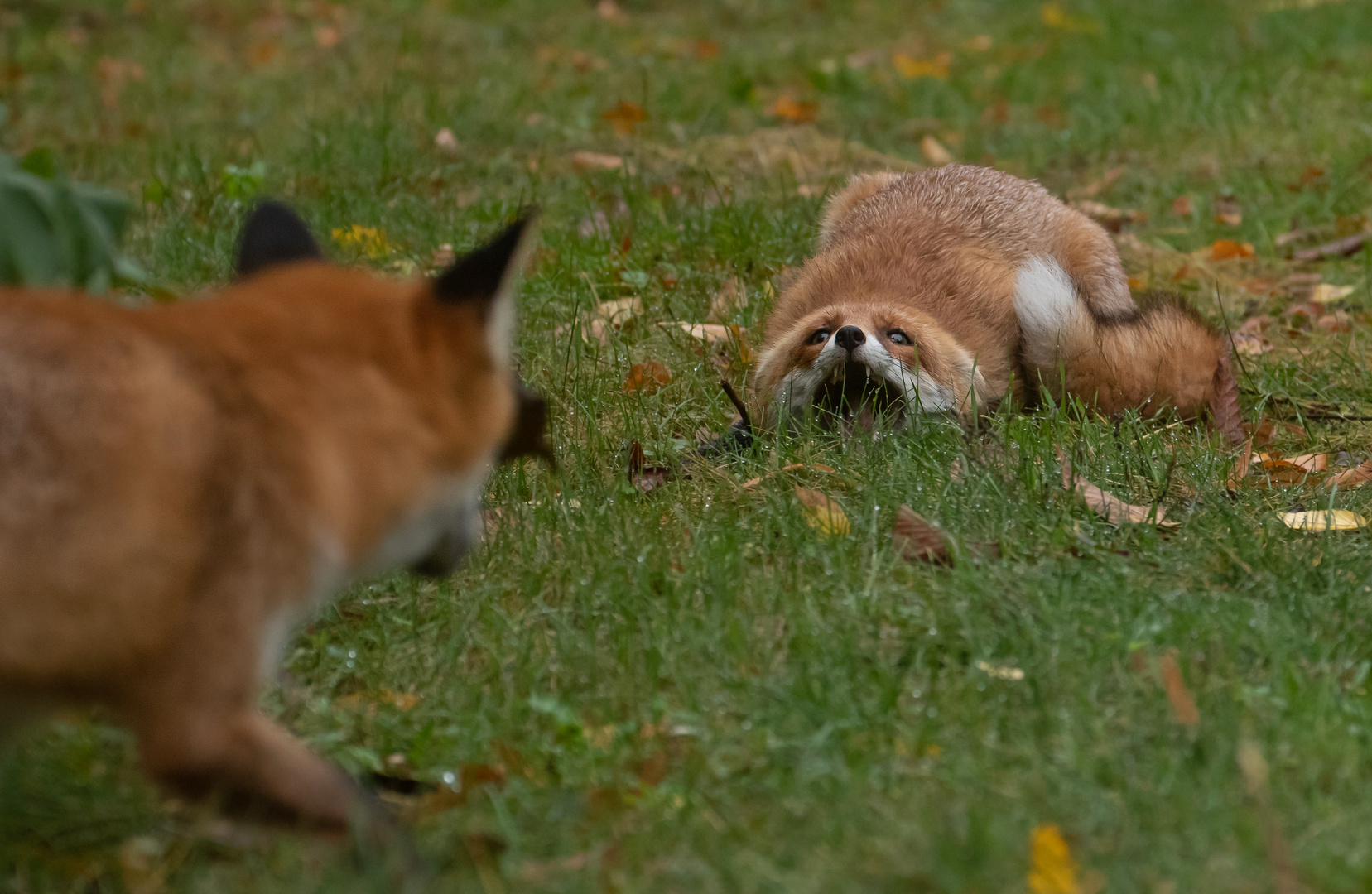 Vulpes vulpes - Rotfüchse  - Oktoberfüchse 