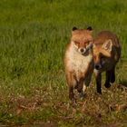 Vulpes vulpes - Rotfüchse - Ranzzeit