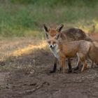 Vulpes vulpes-  Rotfüchse - vier Ohren 