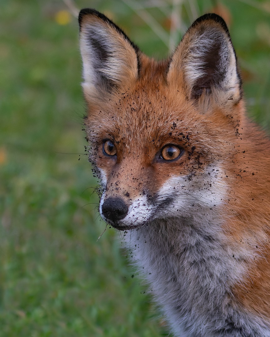 Vulpes vulpes - Rotfüchsin gepudert