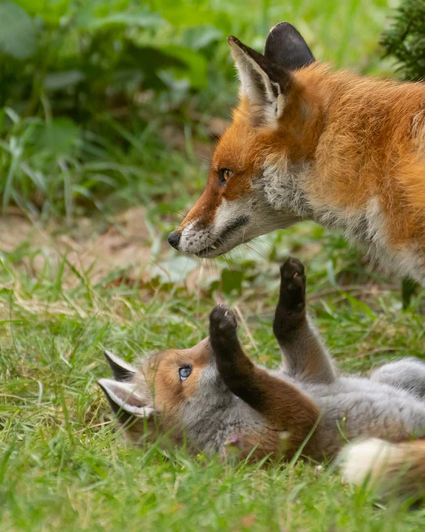 Vulpes vulpes - Rotfüchsin mit Welpe