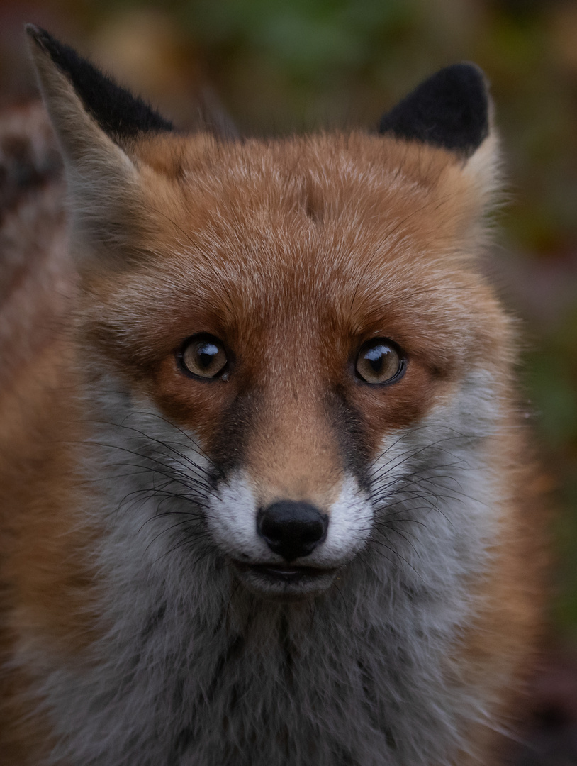 Vulpes vulpes - Rotfüchsin  Porträt 