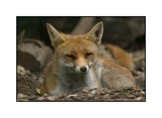 Vulpes Vulpes ruht