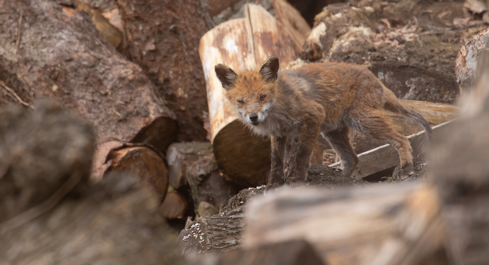 Vulpes Vulpes - Sarcoptes  Räude des Fuchses