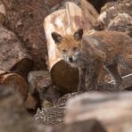 Vulpes Vulpes - Sarcoptes  Räude des Fuchses
