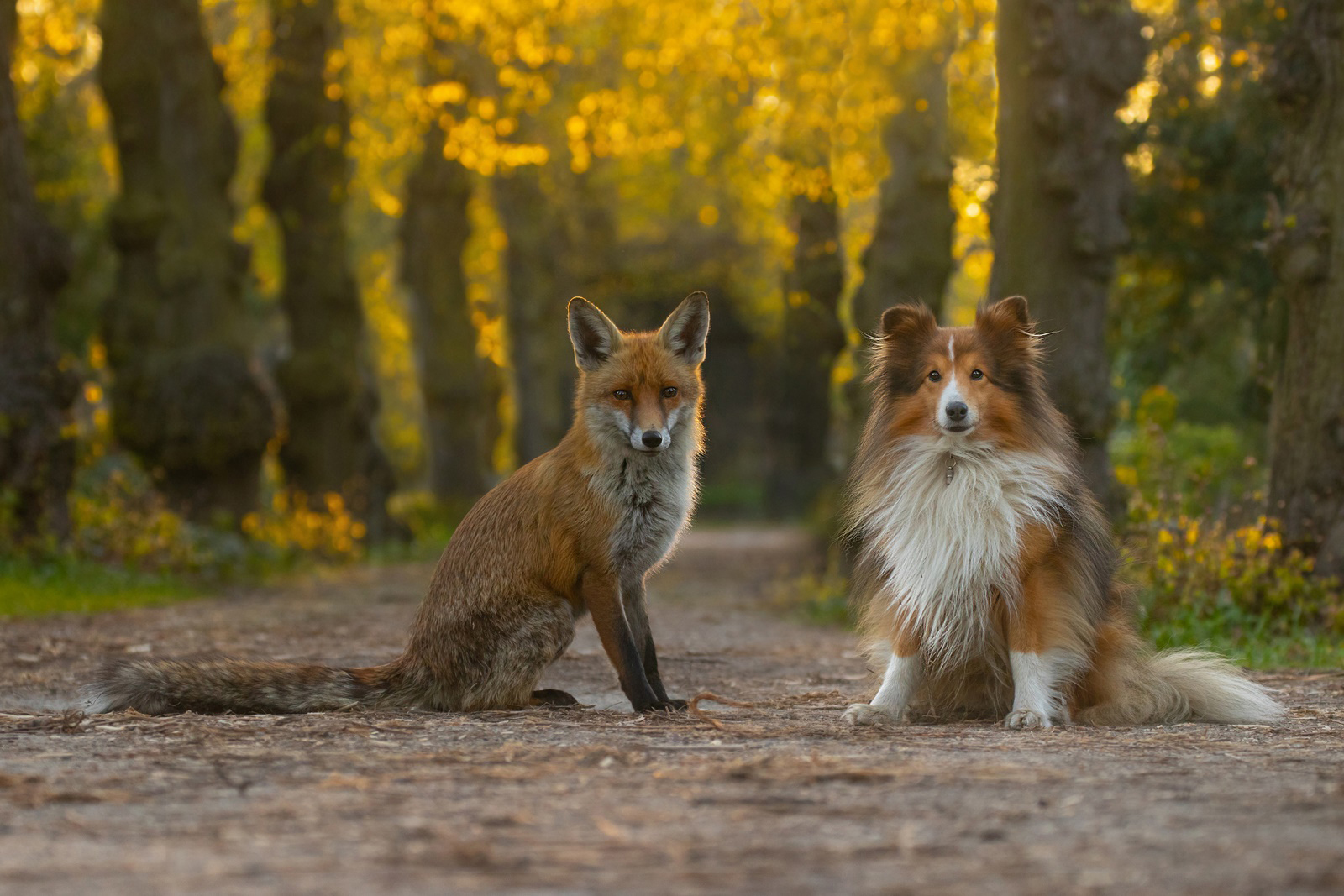 Vulpes vulpes - Shetland Sheepdog - Rotfuchs versus Sheltie