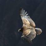 Vultur gryphus 2