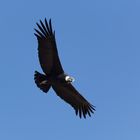 Vultur gryphus 3