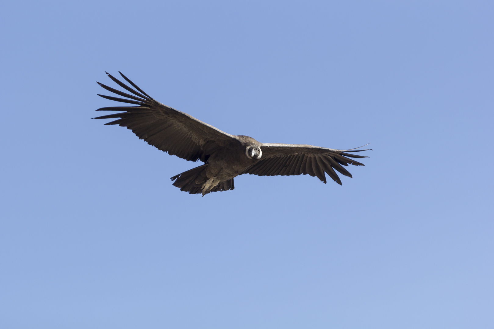 Vultur gryphus 4 Foto & Bild world, spezial, natur Bilder auf