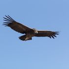 Vultur gryphus 4