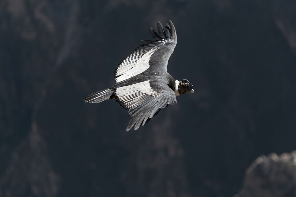 Vultur gryphus 5 Foto & Bild | natur, tiere, vögel Bilder auf fotocommunity