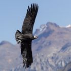 Vultur gryphus 6