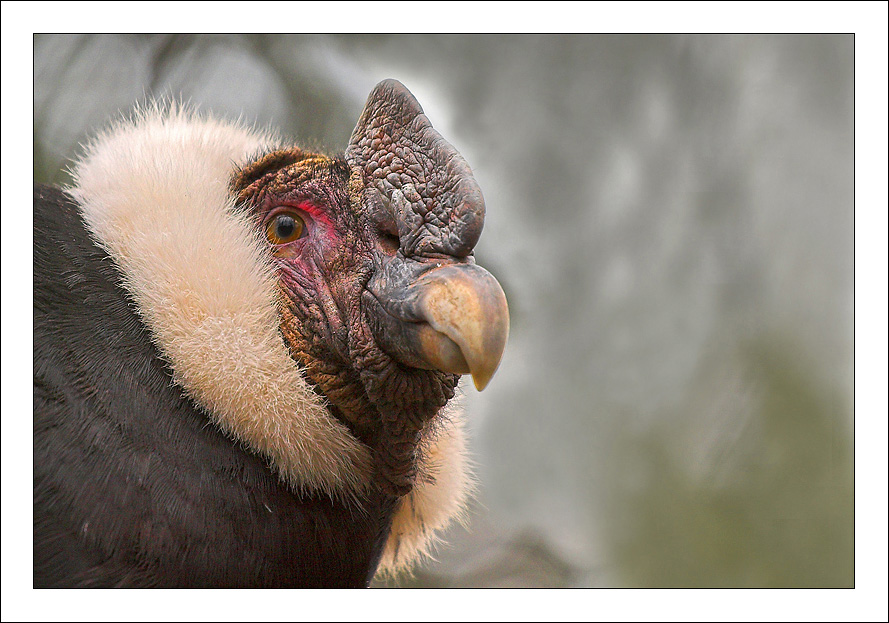Vultur Gryphus Condor