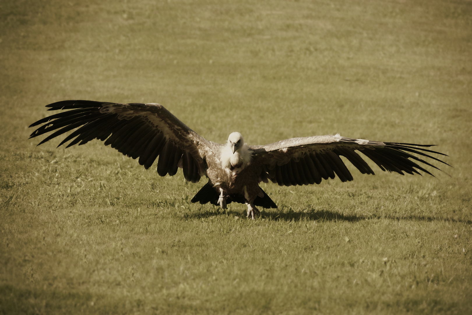 vulture