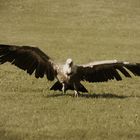 vulture