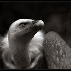 Vulture