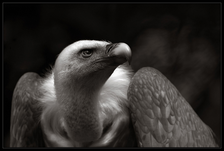 Vulture von Günter Lange