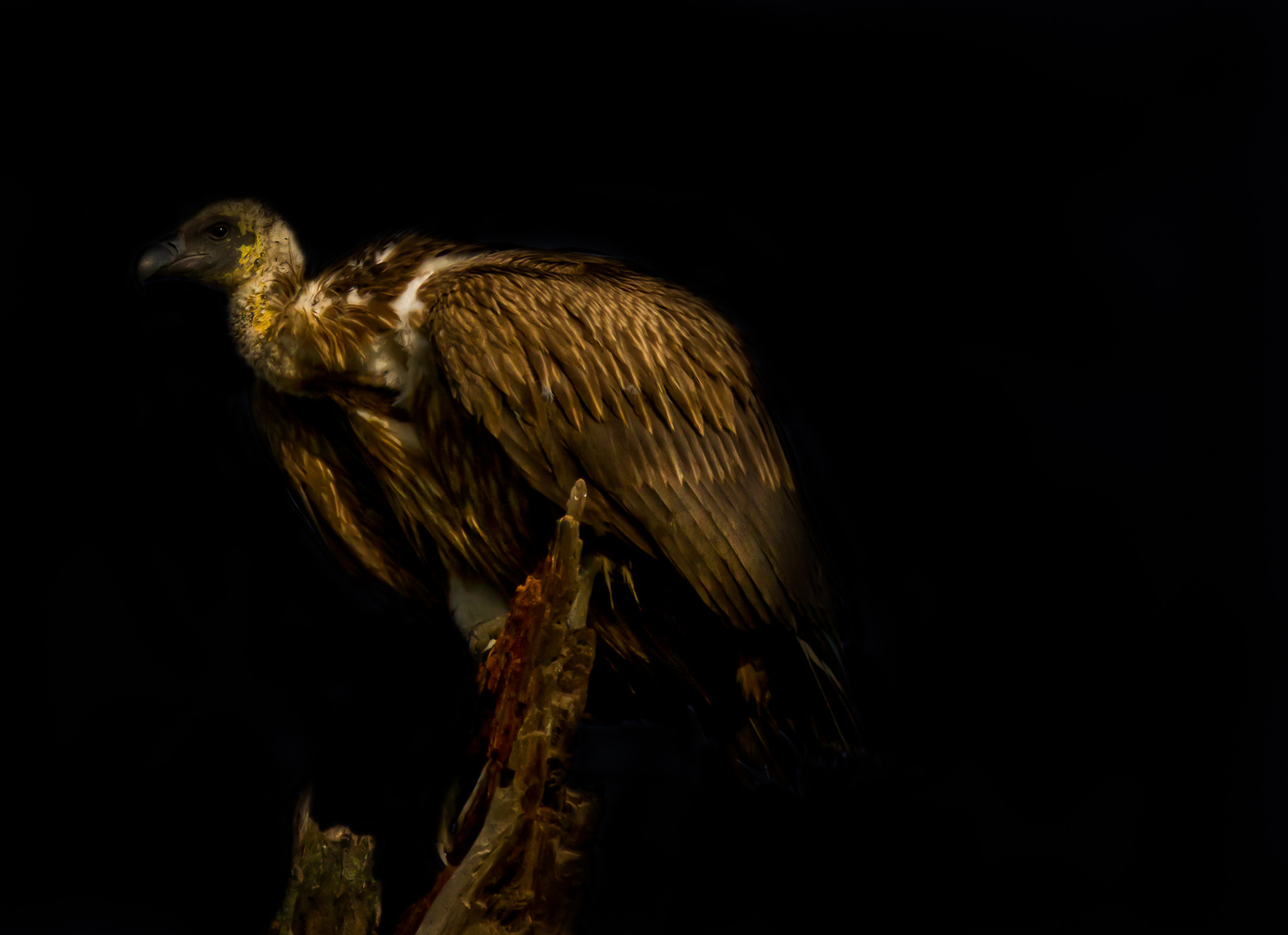 Vulture